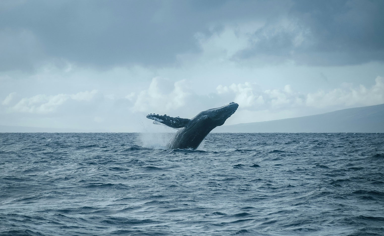 ballenas Charlevoix