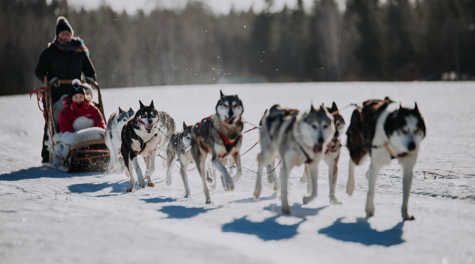 trineo huskies laopnia