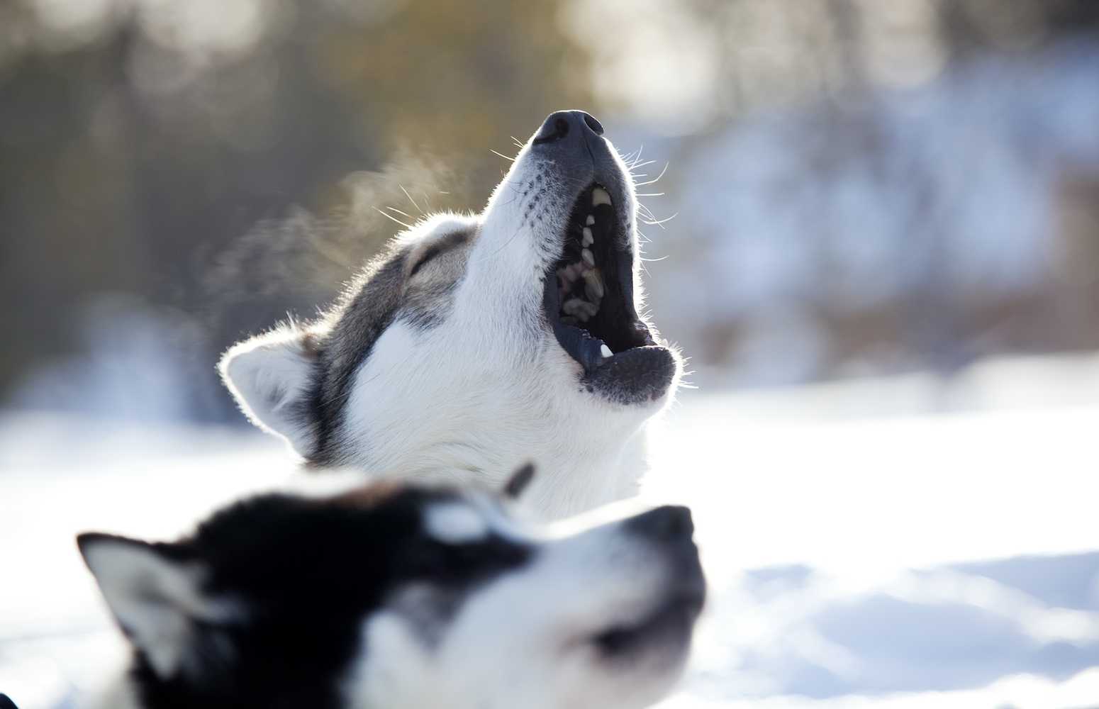 trineo de huskies rovaniemi